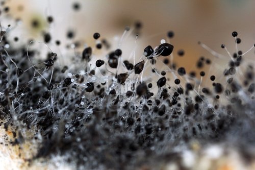 Mold_Cleaning_ServiceMaster_Quality_Services.jpg